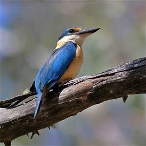 Todiramphus sanctus at Uriarra, NSW - 5 Nov 2024