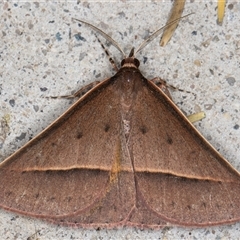 Epidesmia chilonaria at Melba, ACT - 3 Nov 2024