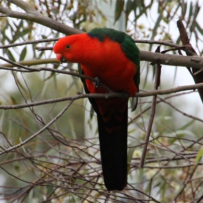 Alisterus scapularis (Australian King-Parrot) at Higgins, ACT - 14 Oct 2014 by Jennybach