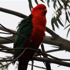 Alisterus scapularis at Higgins, ACT - 14 Oct 2014