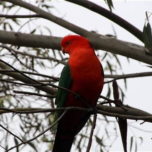 Alisterus scapularis at Higgins, ACT - 14 Oct 2014