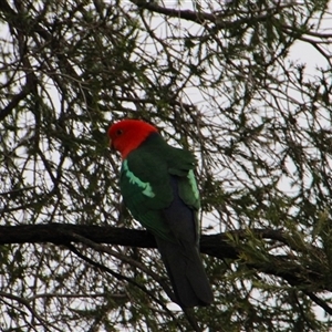 Alisterus scapularis at Higgins, ACT - 14 Oct 2014