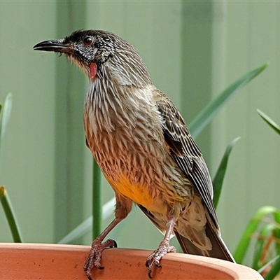 Anthochaera carunculata (Red Wattlebird) at Goulburn, NSW - 4 Nov 2024 by Milly