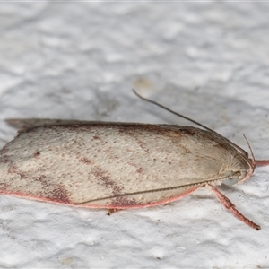 Euchaetis inceptella at Melba, ACT - 3 Nov 2024 10:45 PM