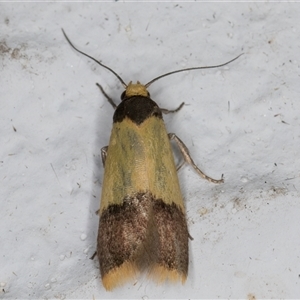 Heteroteucha dichroella at Melba, ACT - 3 Nov 2024