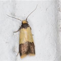 Heteroteucha dichroella at Melba, ACT - 3 Nov 2024 10:46 PM