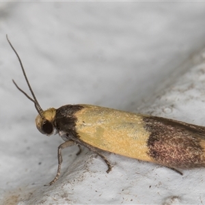 Heteroteucha dichroella at Melba, ACT - 3 Nov 2024