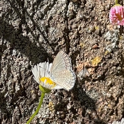 Zizina otis (Common Grass-Blue) at Aranda, ACT - 6 Nov 2024 by KMcCue