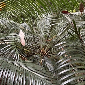 Unidentified Plant at Lorne, NSW by Butlinz