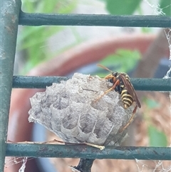 Polistes (Polistes) chinensis (Asian paper wasp) at Ainslie, ACT - 5 Nov 2024 by Jeanette