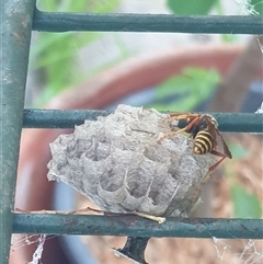 Polistes (Polistes) chinensis at Ainslie, ACT - 6 Nov 2024 06:17 AM