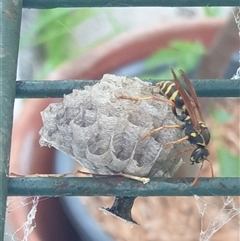 Polistes (Polistes) chinensis at Ainslie, ACT - 6 Nov 2024 06:17 AM