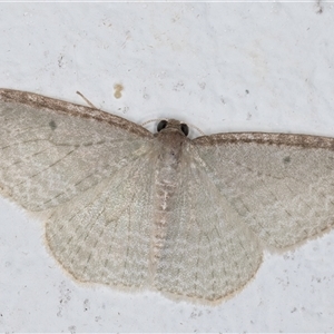 Poecilasthena pulchraria at Melba, ACT - 3 Nov 2024 10:50 PM