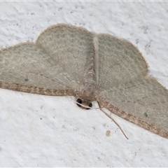 Poecilasthena pulchraria at Melba, ACT - 3 Nov 2024 10:50 PM