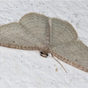 Poecilasthena pulchraria at Melba, ACT - 3 Nov 2024