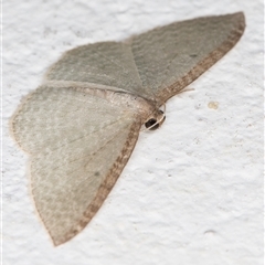 Poecilasthena pulchraria at Melba, ACT - 3 Nov 2024 10:50 PM