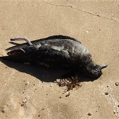 Ardenna tenuirostris (Short-tailed Shearwater, Muttonbird) at South Durras, NSW - 6 Nov 2024 by GlossyGal