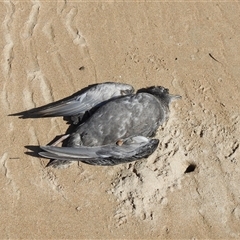 Ardenna tenuirostris at South Durras, NSW - 6 Nov 2024 09:49 AM