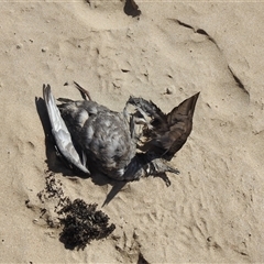 Ardenna tenuirostris at South Durras, NSW - 6 Nov 2024 09:49 AM