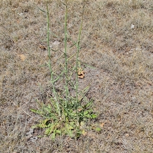 Chondrilla juncea at Phillip, ACT - 6 Nov 2024