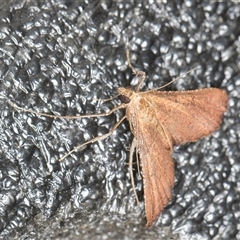 Endotricha pyrosalis (A Pyralid moth (Endotrichinae) at Melba, ACT - 3 Nov 2024 by kasiaaus