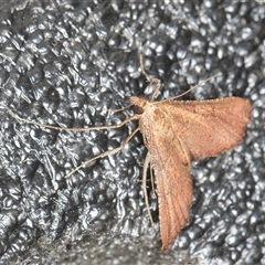 Endotricha pyrosalis (A Pyralid moth) at Melba, ACT - 3 Nov 2024 by kasiaaus