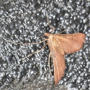 Endotricha pyrosalis at Melba, ACT - 3 Nov 2024