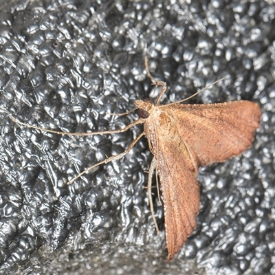 Endotricha pyrosalis (A Pyralid moth (Endotrichinae) at Melba, ACT - 3 Nov 2024 by kasiaaus
