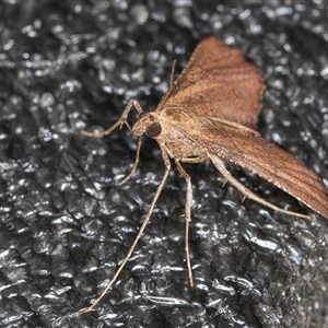 Endotricha pyrosalis at Melba, ACT - 3 Nov 2024