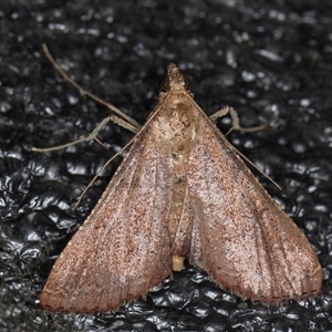 Endotricha pyrosalis at Melba, ACT - 3 Nov 2024 10:55 PM