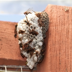 Polistes (Polistella) humilis (Common Paper Wasp) at Unanderra, NSW - 14 Feb 2021 by PaperbarkNativeBees