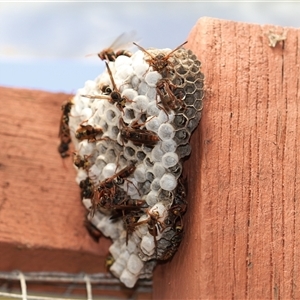 Polistes (Polistella) humilis at Unanderra, NSW - suppressed