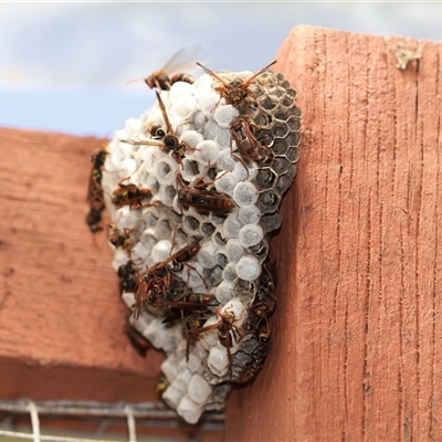 Polistes (Polistella) humilis (Common Paper Wasp) at Unanderra, NSW - 14 Feb 2021 by PaperbarkNativeBees