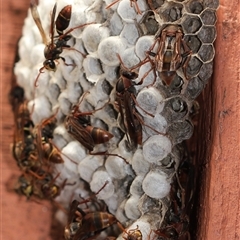 Polistes (Polistella) humilis at Unanderra, NSW - suppressed