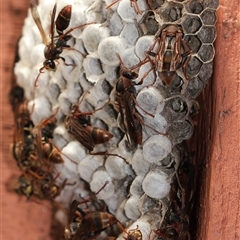 Polistes sp. (genus) at Unanderra, NSW - suppressed