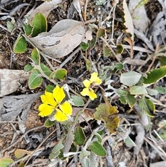 Goodenia hederacea subsp. hederacea (Ivy Goodenia, Forest Goodenia) at Whitlam, ACT - 5 Nov 2024 by sangio7