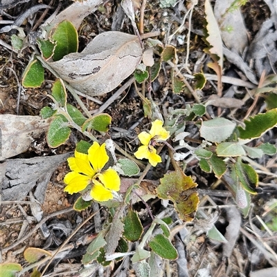 Goodenia hederacea subsp. hederacea (Ivy Goodenia, Forest Goodenia) at Whitlam, ACT - 5 Nov 2024 by sangio7