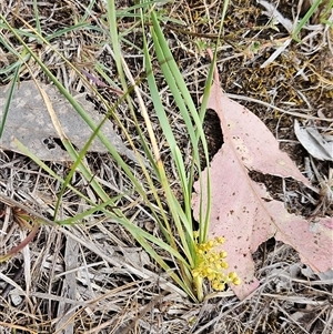 Lomandra filiformis subsp. coriacea at Whitlam, ACT - 5 Nov 2024