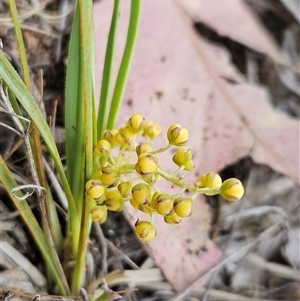 Lomandra filiformis subsp. coriacea at Whitlam, ACT - 5 Nov 2024