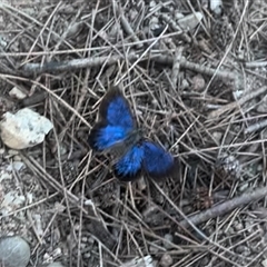 Ogyris amaryllis (Satin Azure) at Strathnairn, ACT - 5 Nov 2024 by Jillw