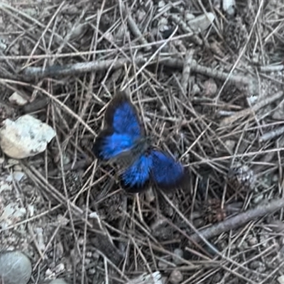 Ogyris amaryllis (Satin Azure) at Strathnairn, ACT - 5 Nov 2024 by Jillw