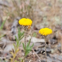 Leptorhynchos squamatus (Scaly Buttons) at Whitlam, ACT - 5 Nov 2024 by sangio7