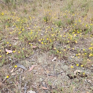 Leptorhynchos squamatus at Whitlam, ACT - 5 Nov 2024