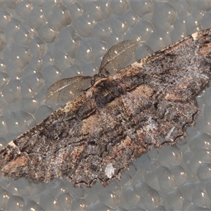 Pholodes sinistraria at Conder, ACT - 27 Oct 2024 09:29 PM