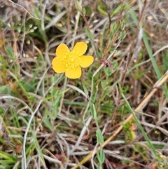 Hypericum gramineum (Small St Johns Wort) at Whitlam, ACT - 5 Nov 2024 by sangio7