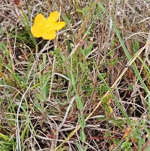 Hypericum gramineum at Whitlam, ACT - 5 Nov 2024