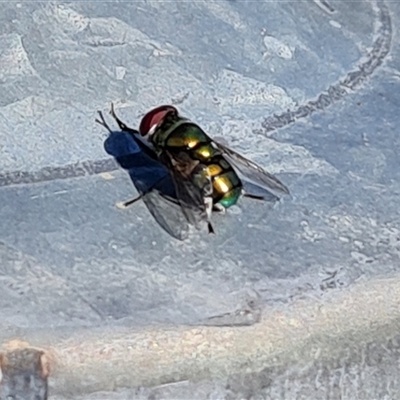 Chrysomya sp. (genus) (A green/blue blowfly) at Fadden, ACT - 5 Nov 2024 by Mike