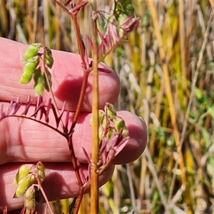 Vicia disperma at O'Malley, ACT - 6 Nov 2024