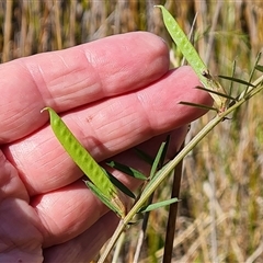 Vicia sativa subsp. nigra (Narrow-leaved Vetch) at O'Malley, ACT - 6 Nov 2024 by Mike