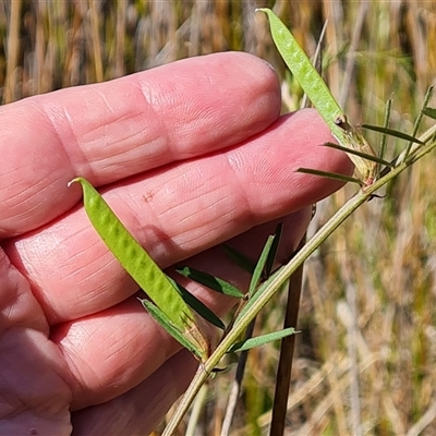 Vicia sativa subsp. nigra (Narrow-leaved Vetch) at O'Malley, ACT - 6 Nov 2024 by Mike